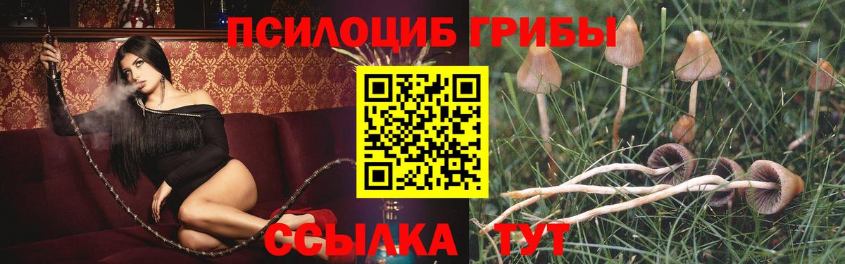 Галлюциногенные грибы Psilocybe  продажа наркотиков  Котлас 