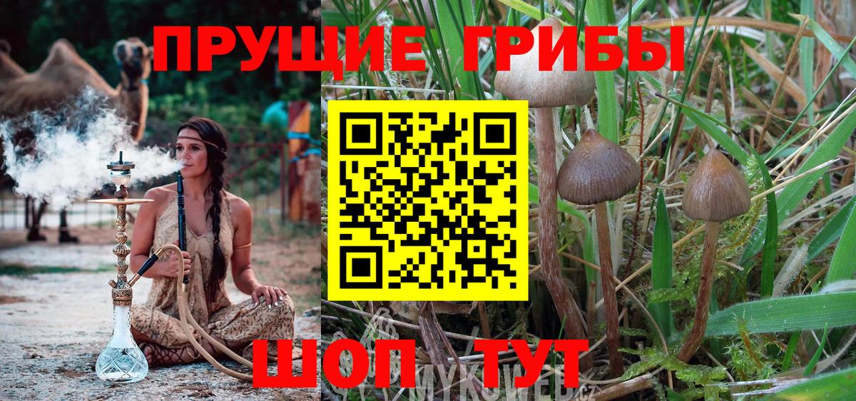 Котлас  как найти наркотики  Вход с VPN  Псилоцибиновые грибы мицелий  Псилоцибиновые грибы прущие грибы 